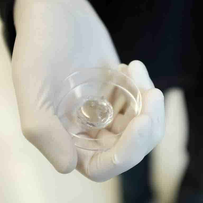 A gloved hand holds a petri dish.