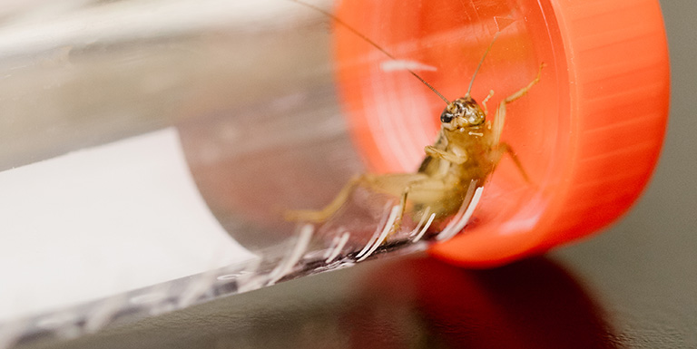 Up-close image of a cricket in a tube