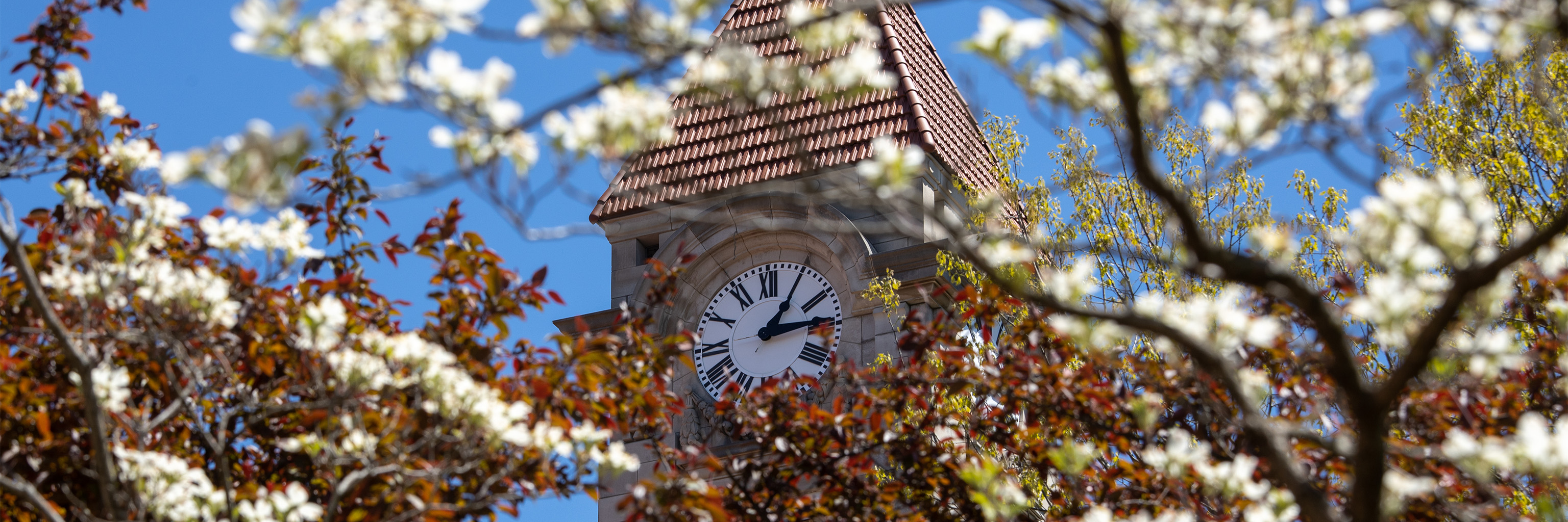 Clock tower behind Spring blossoms