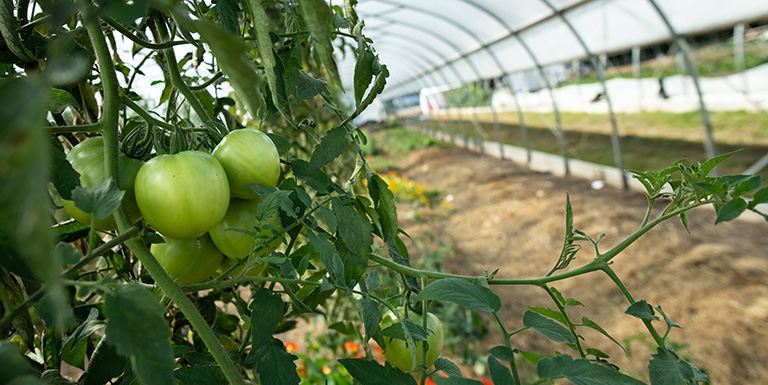 Green tomatoes growing in the greenhouse.