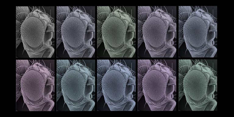 A photo montage of an adult Drosophila head including the compound eye.