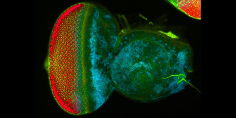 Proliferating cells (in blue) and differentiating photoreceptors (in fire orange) within the eye-antennal disc are highlighted.