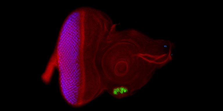 Light microscope image of an eye-antennal disc in which an ectopic eye (in green) has been induced within the antennal segment of the disc.