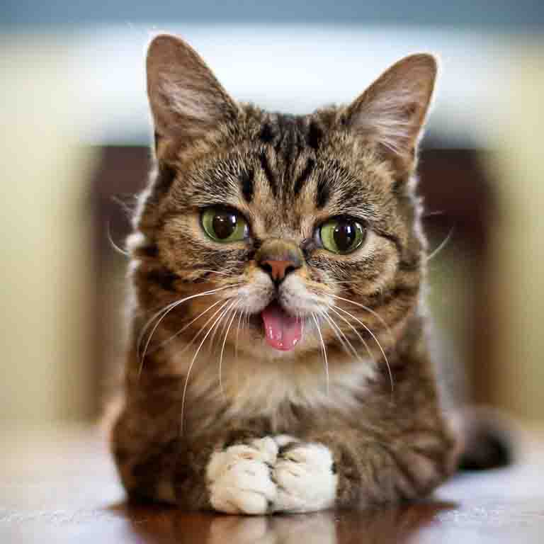 Lil Bub, the internet-famous cat