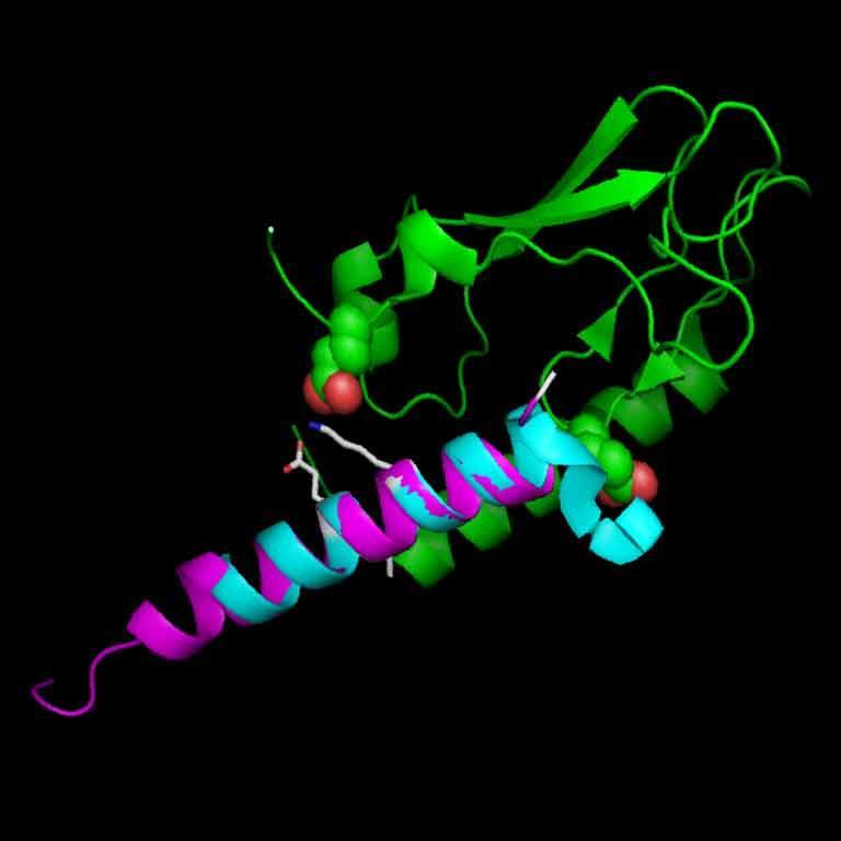 A computer-generated image of a peptide